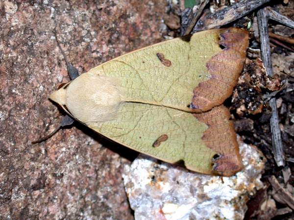 Ophiusa tirhaca